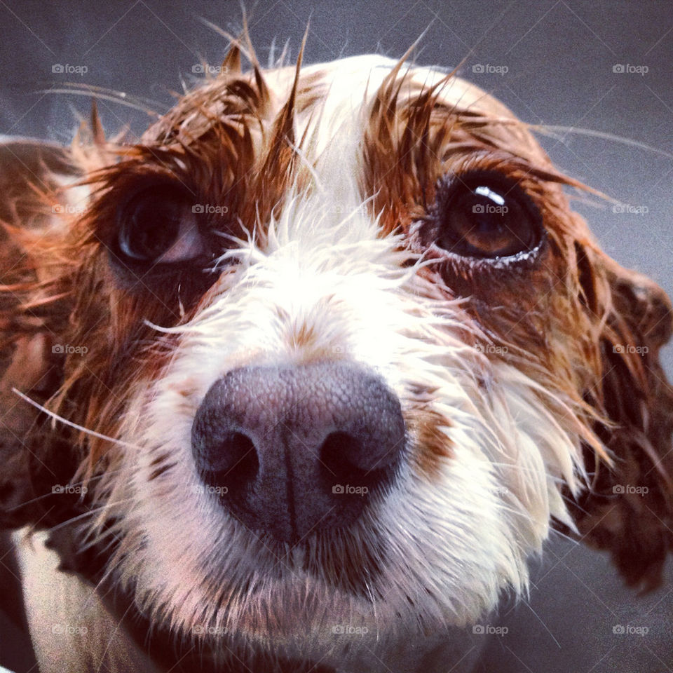 Simon the King Charles spaniels bath time