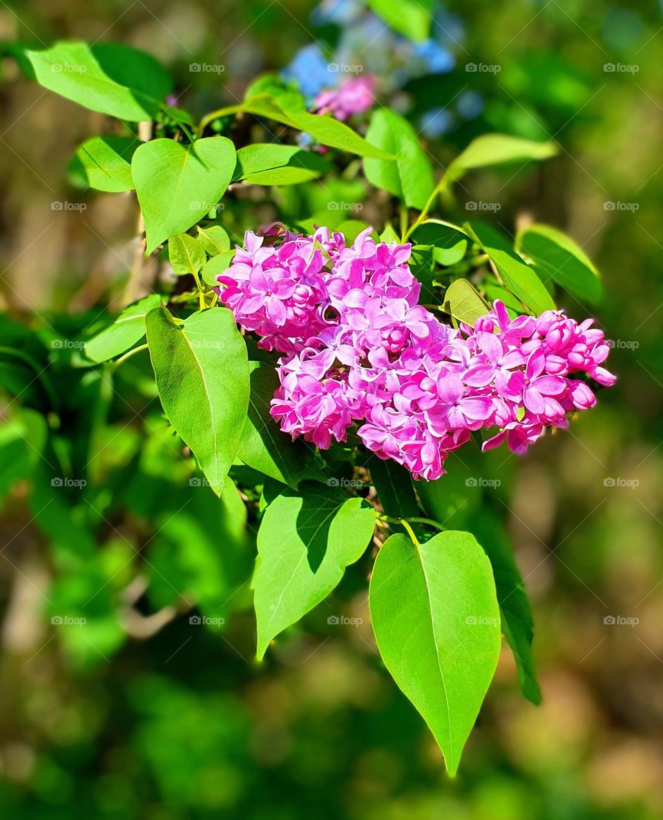 Spring Lilac blossom