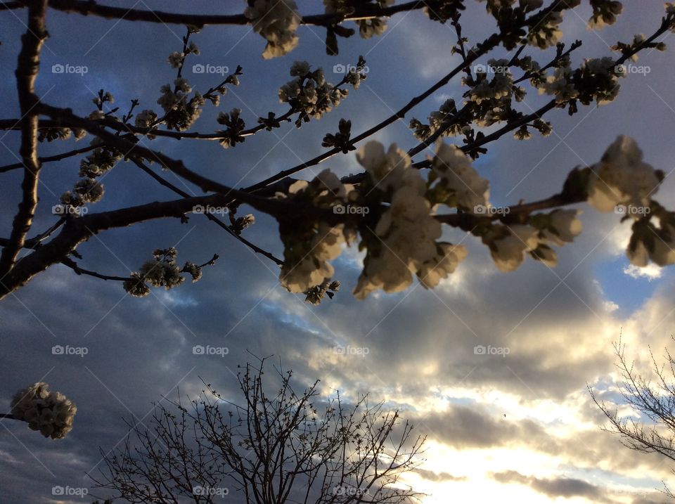 Sunset and blossoming branch