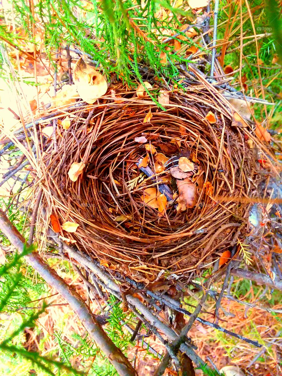 Love nest