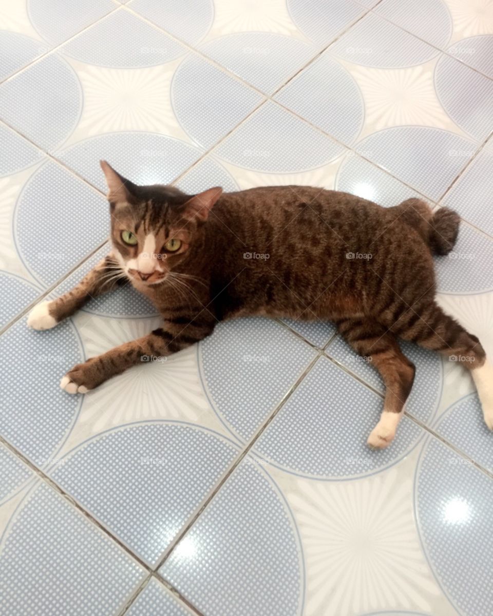 Brown cat on floor background 