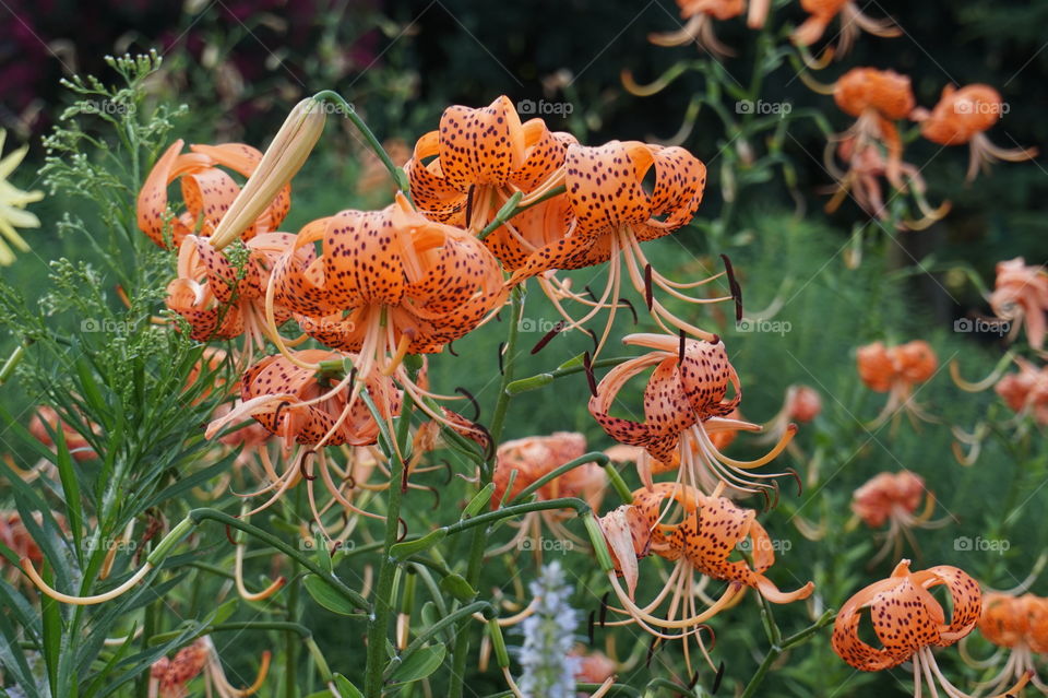 Lilies in NYC. In the park in Yorkvillw 