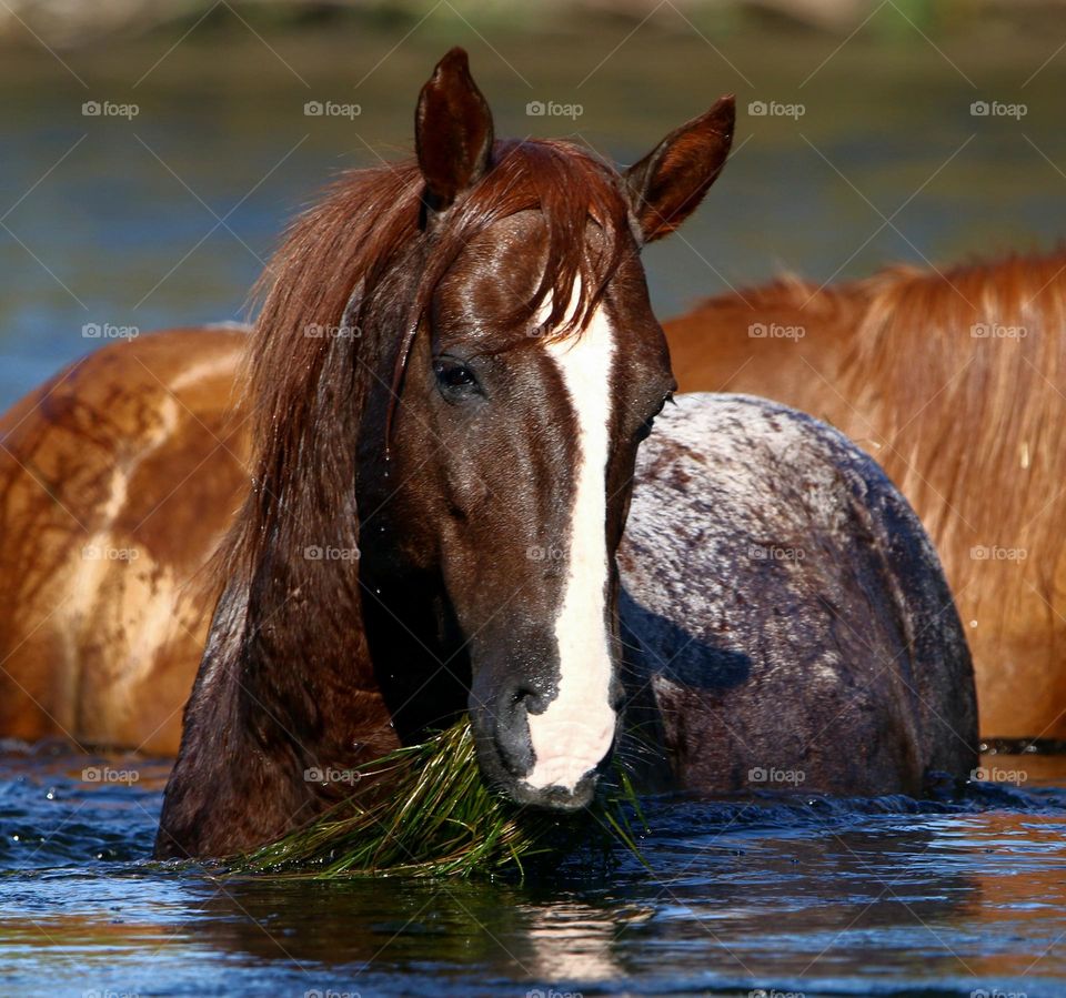 Wild Horse with Eelgrass Breakfast