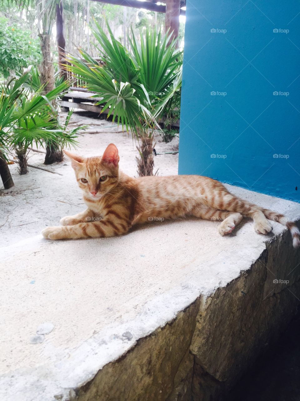 Cat in Mexico