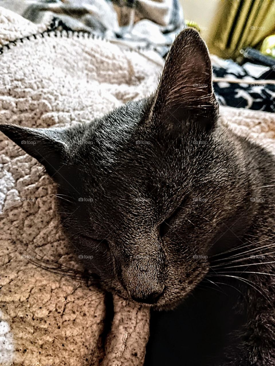 close up sleeping cat