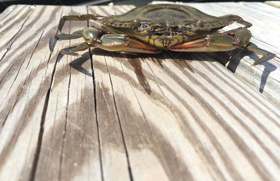 Hello crab