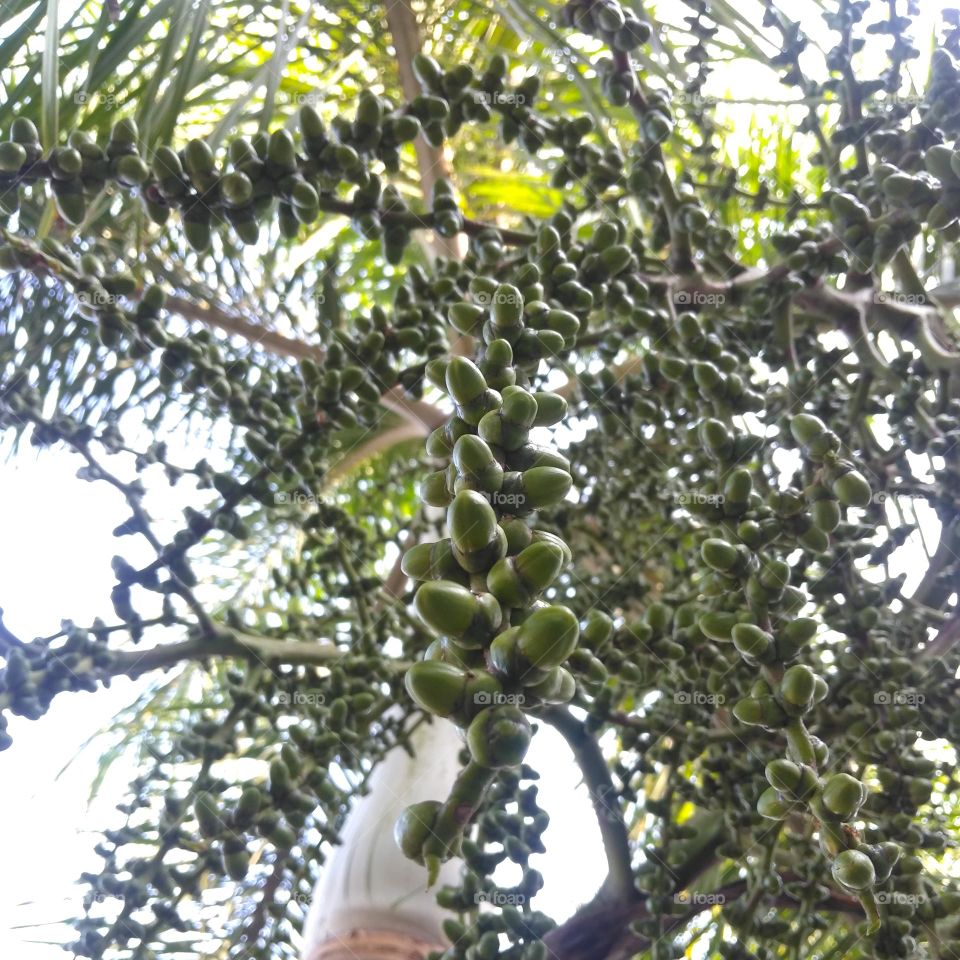 Palm fruits on tree