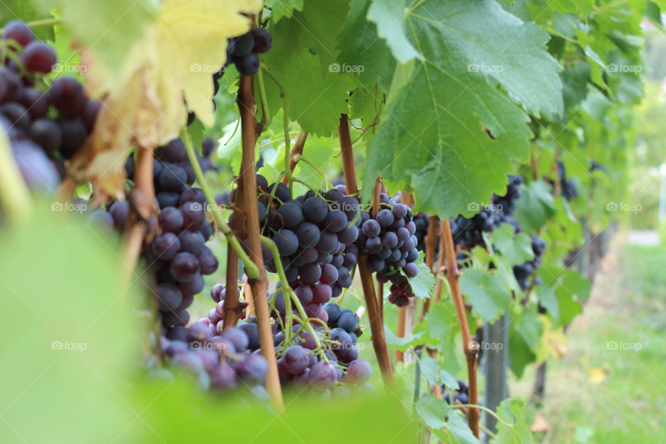 Grapes in vineyard