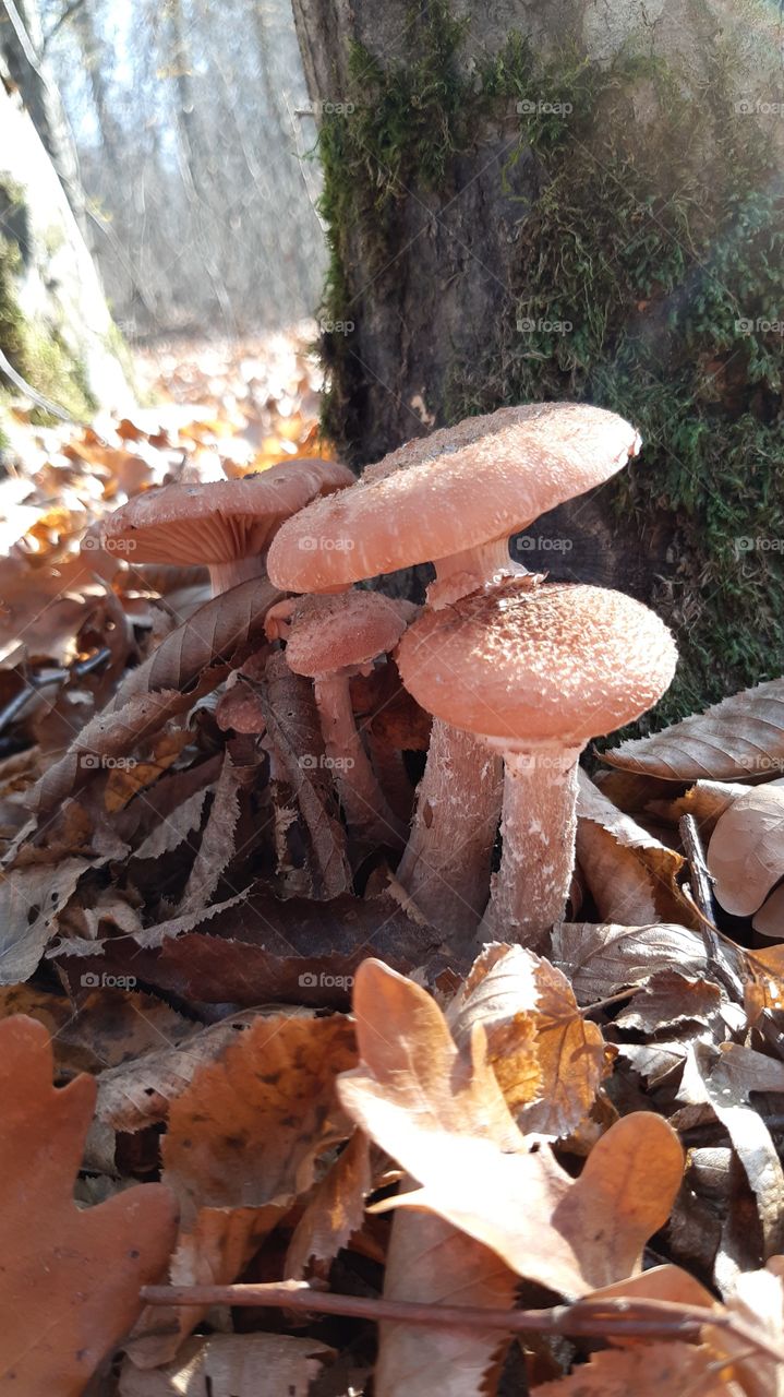 гриби в лісі