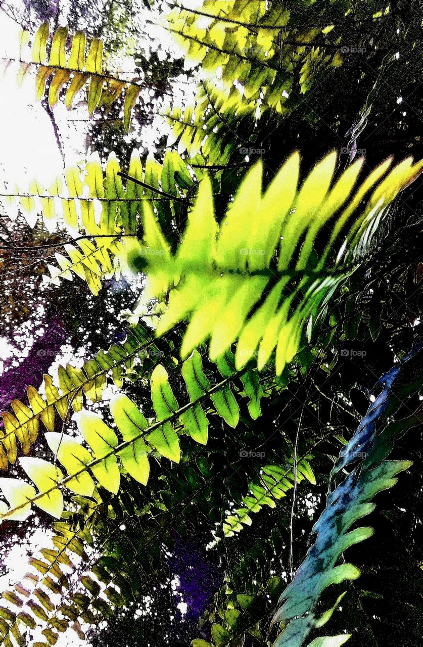 taken under the fern fronds and up