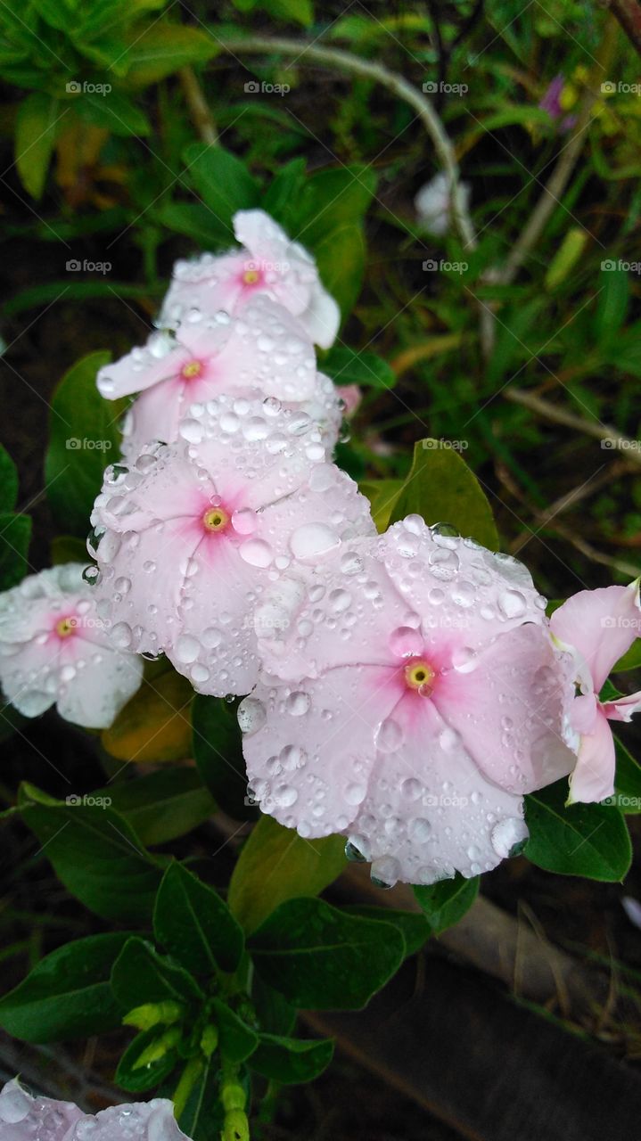 delicadas gotas de orvalho