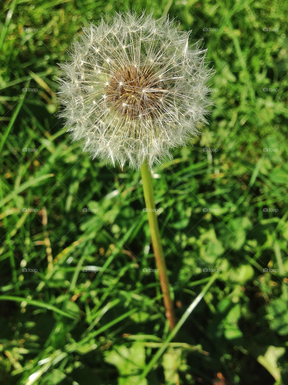 green nature dandelion flower by twilite