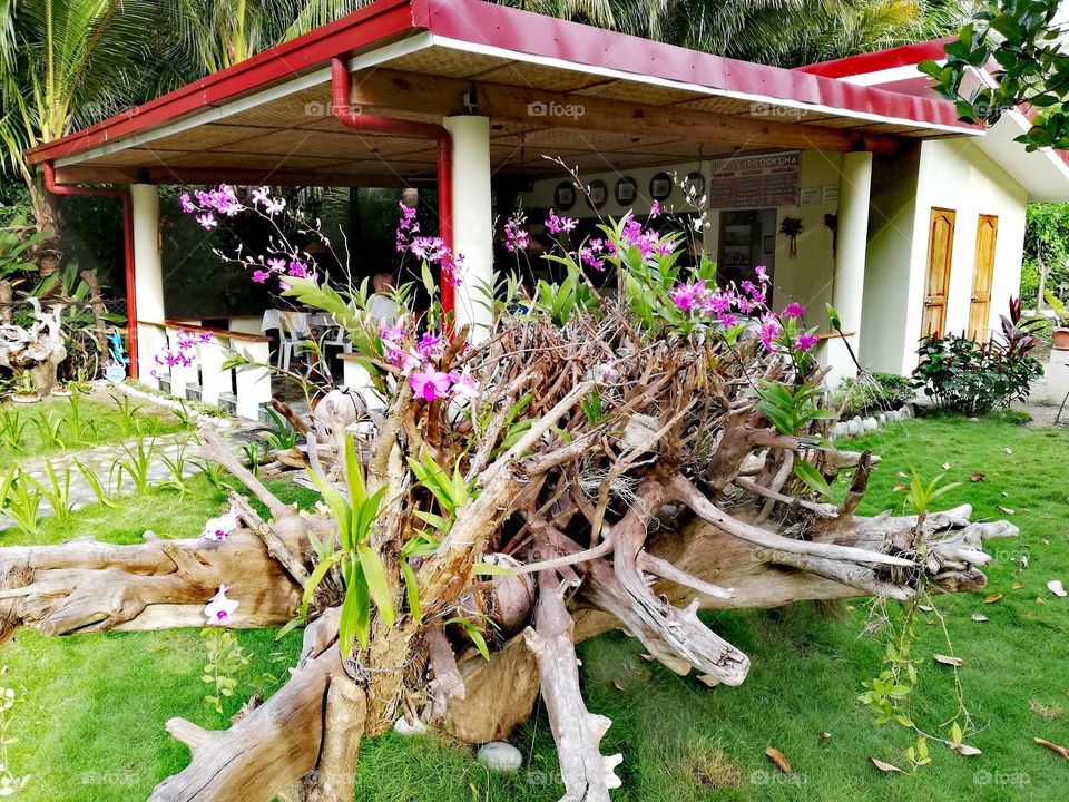 Drift wood root planted with wild orchids from Philippine rainforest in garden, garden inspiration, tropical exotic gardens