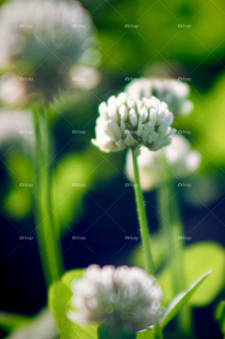 Minimalistic Snaps - white clover 