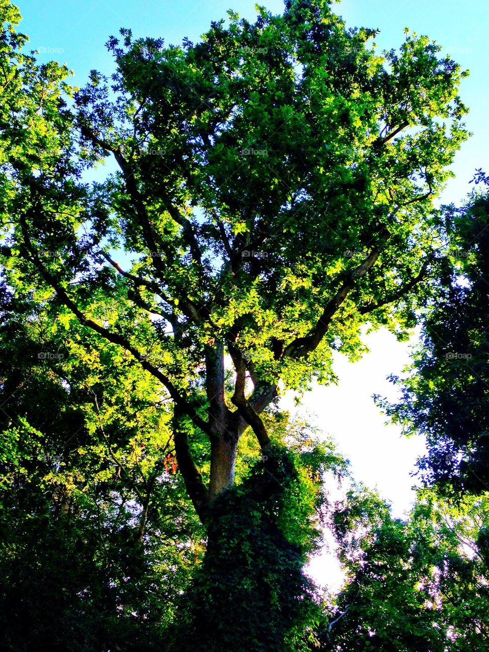 sky light summer tree by hannahdagogo