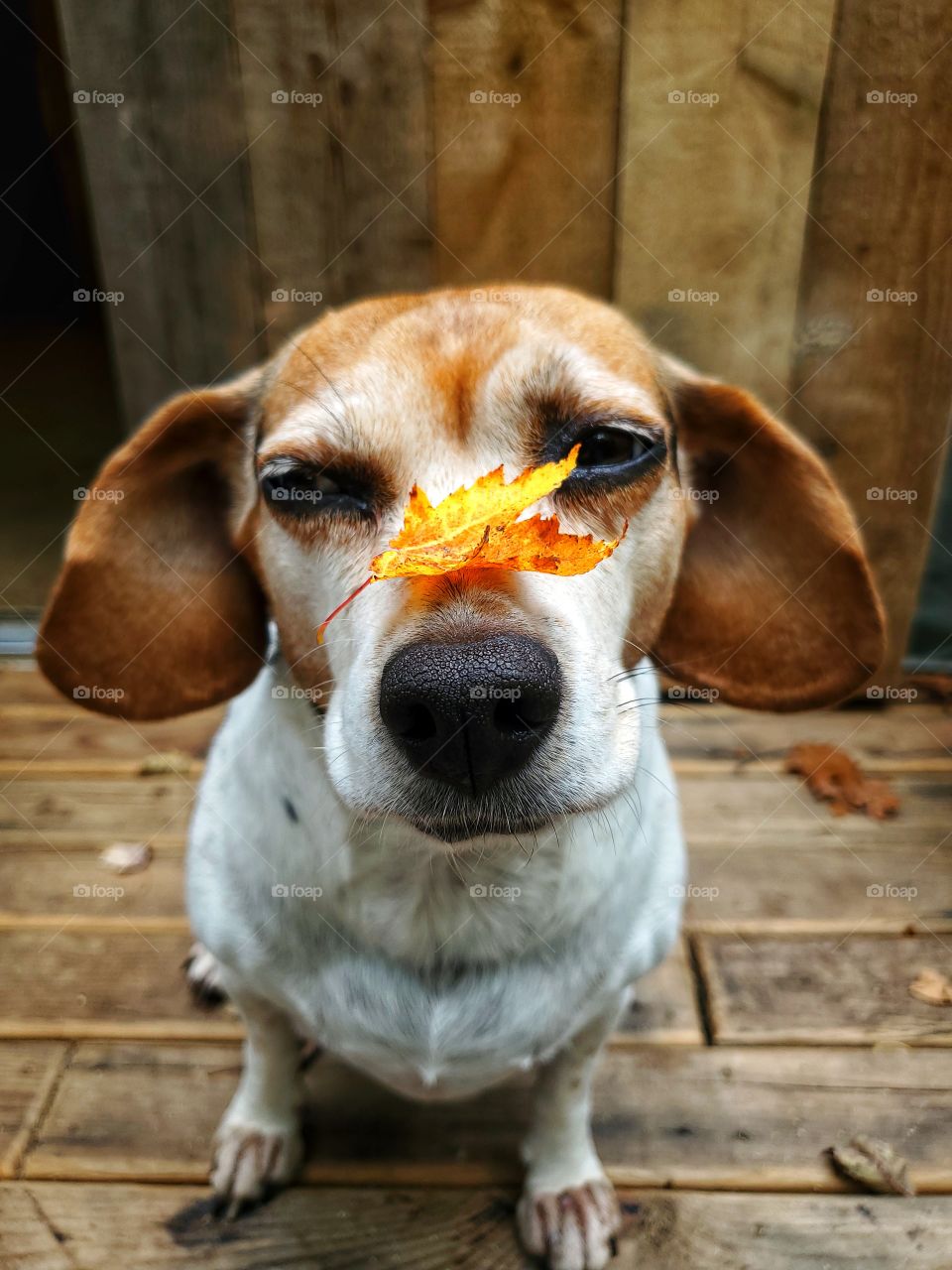 Moods of Autumn:
Fallen leaves