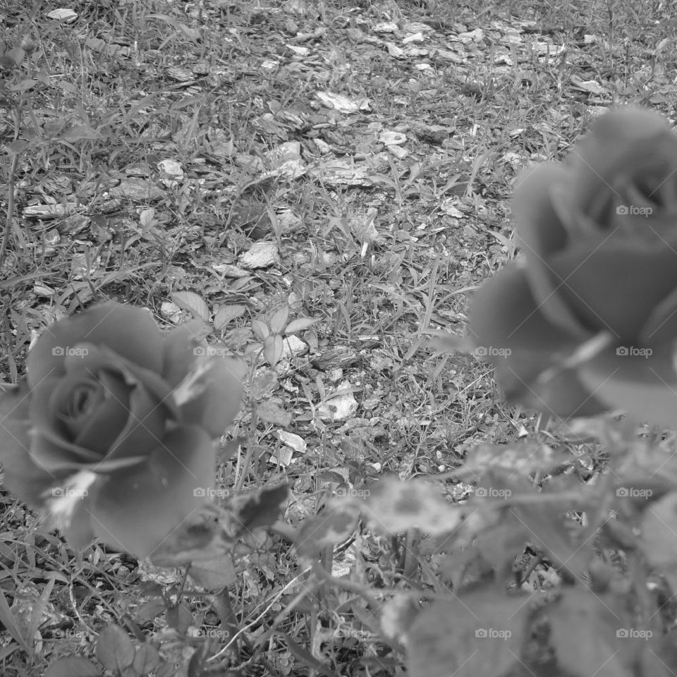 Red roses in black and white