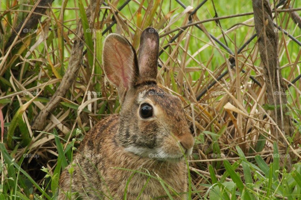Wild rabbit in a backyard