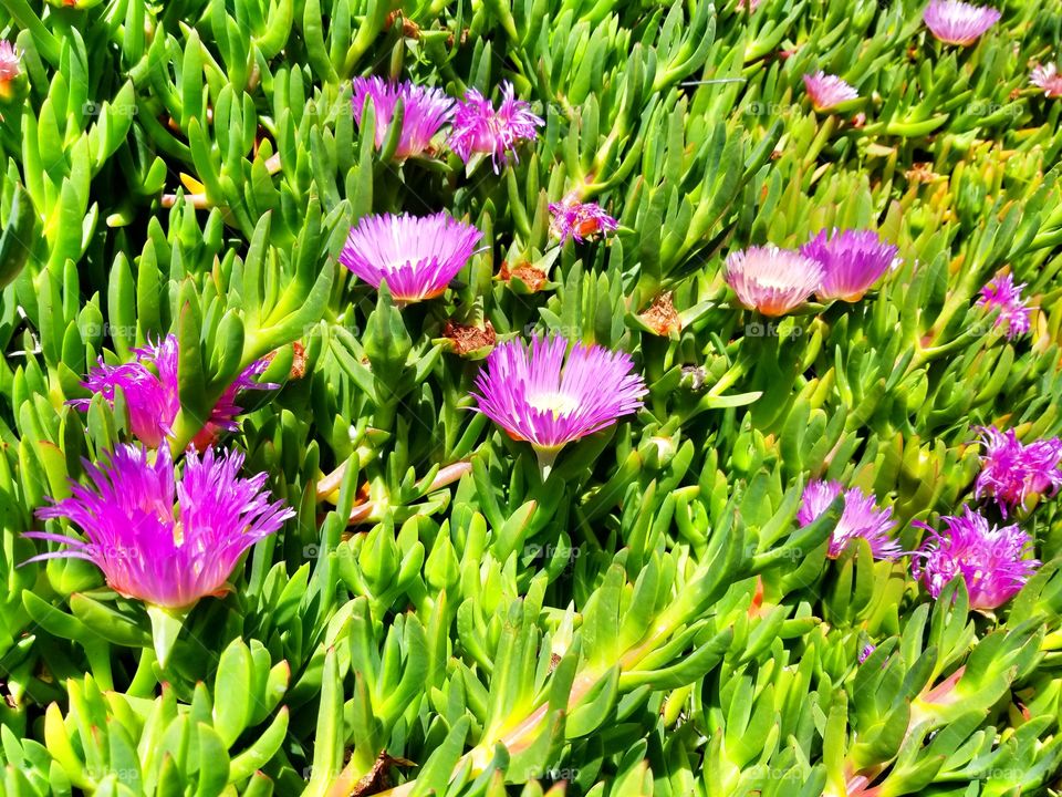 Ice Plants