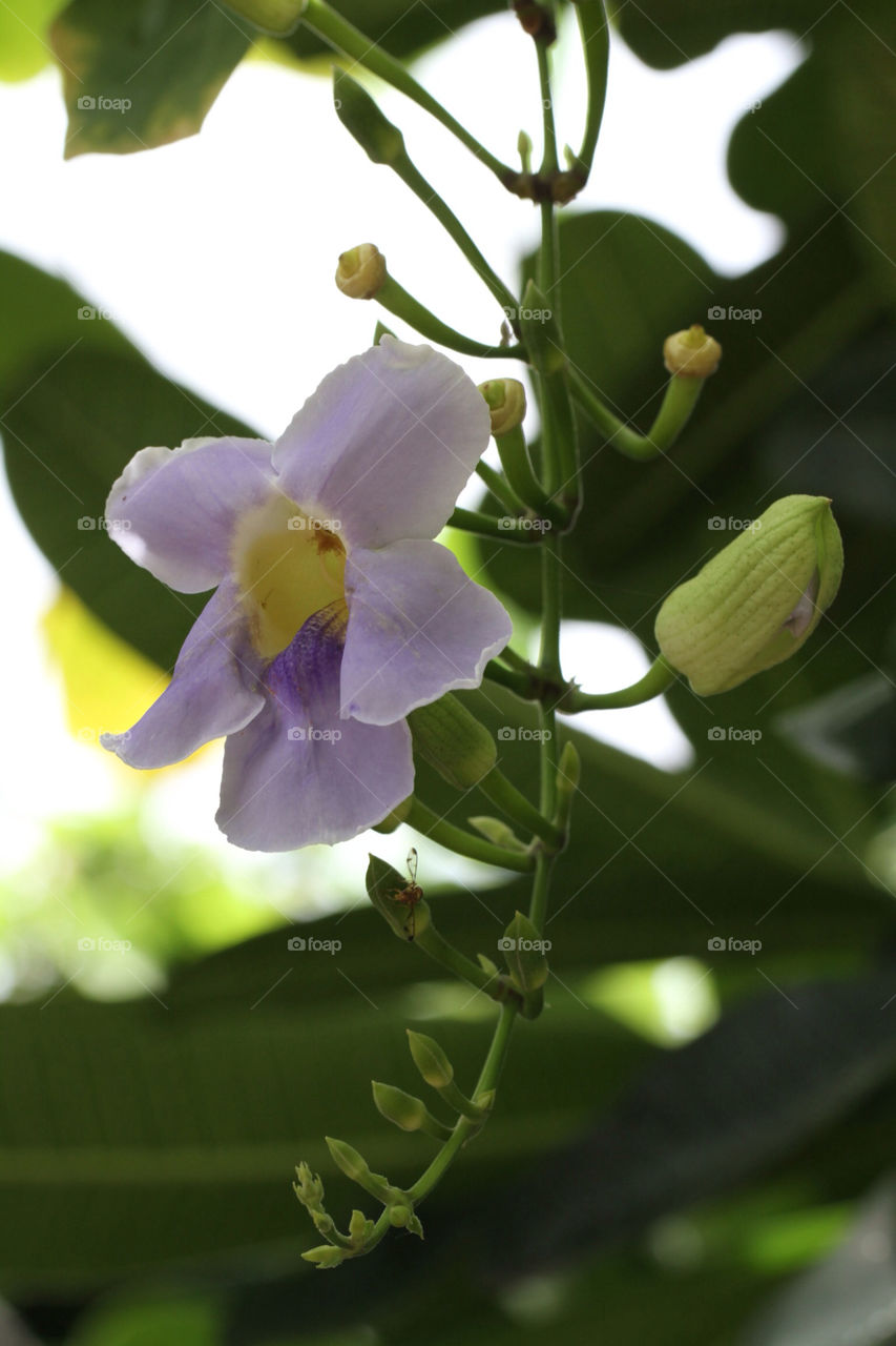 green nature flower blue by sonchai