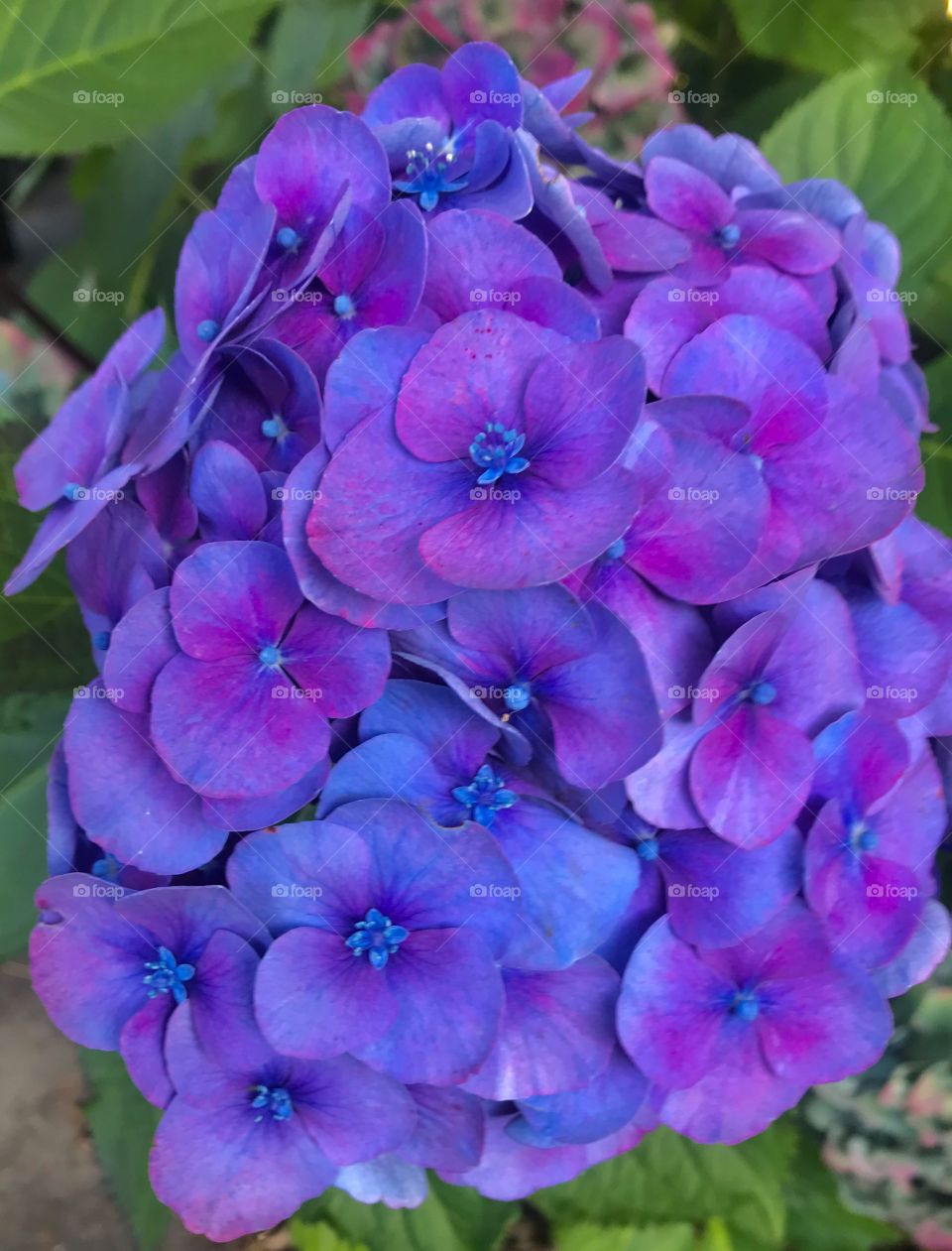 Blue/purple hydrangea 