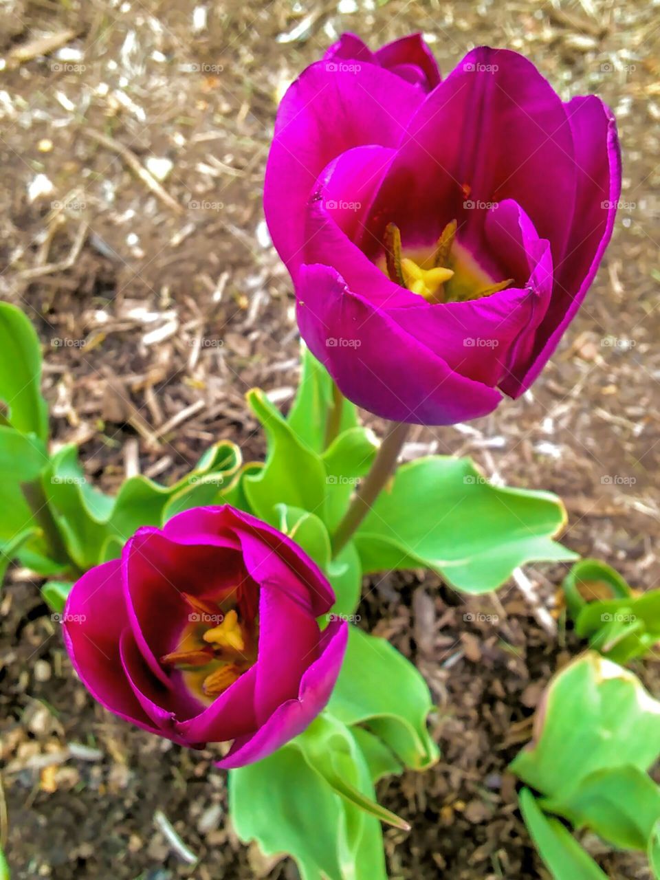 Purple Twolips