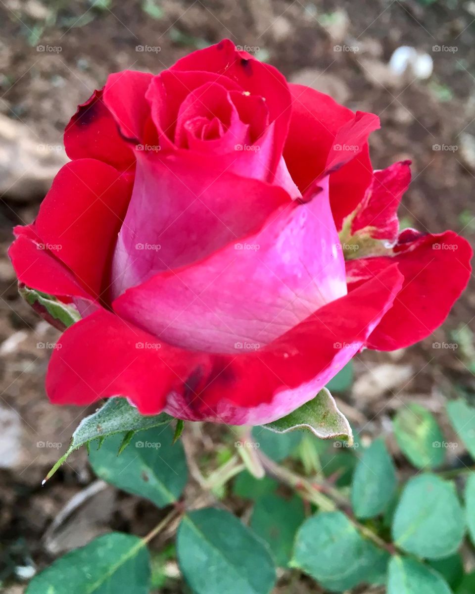 🌹 🇺🇸 Very beautiful flowers to brighten our day.  Live nature and its beauty. Did you like the delicate petals? / 🇧🇷 Flores muito bonitas para alegrar nosso dia. Viva a natureza e sua beleza. Gostaram das pétalas delicadas? 
