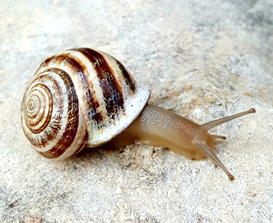 snail