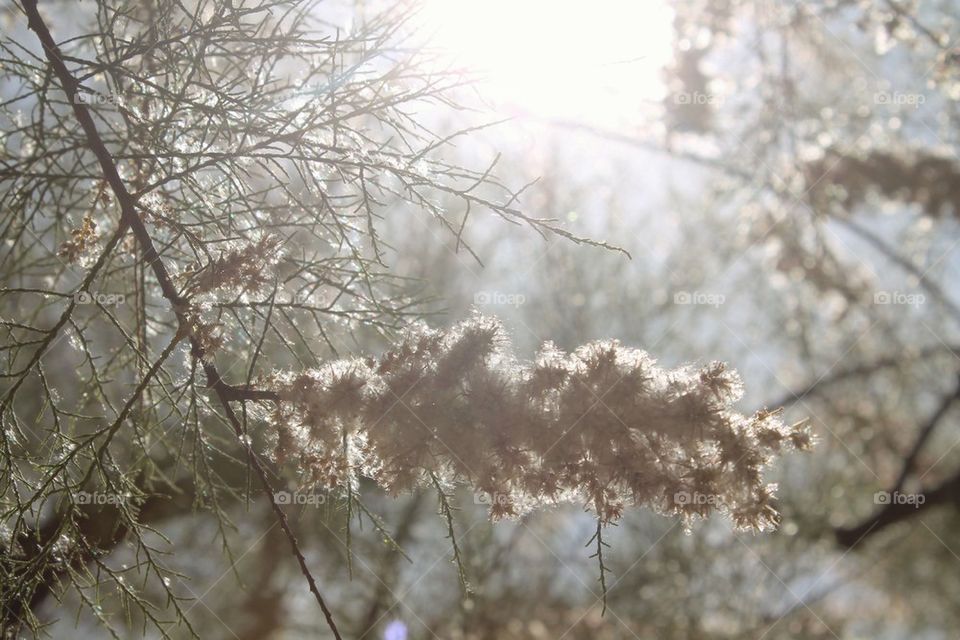 Cherry blossom blooming on tree