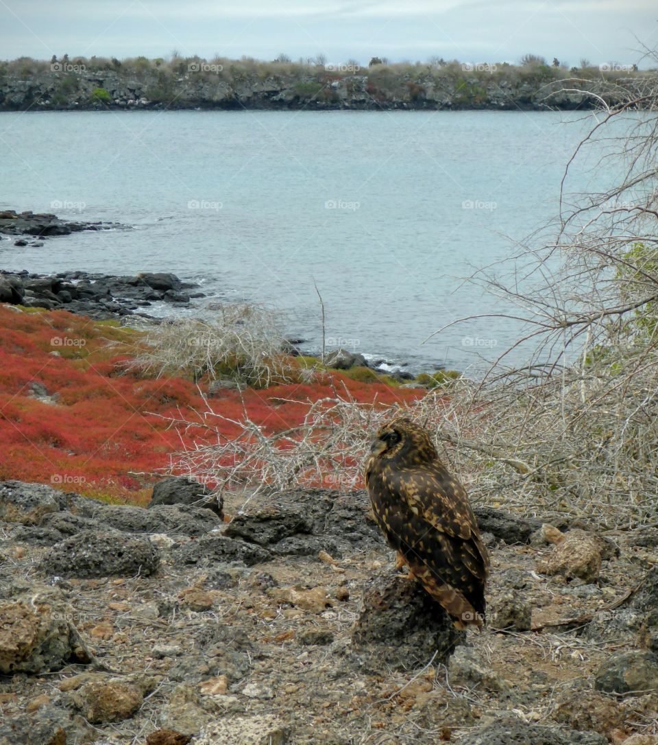 Short-eared owl, Galapagos