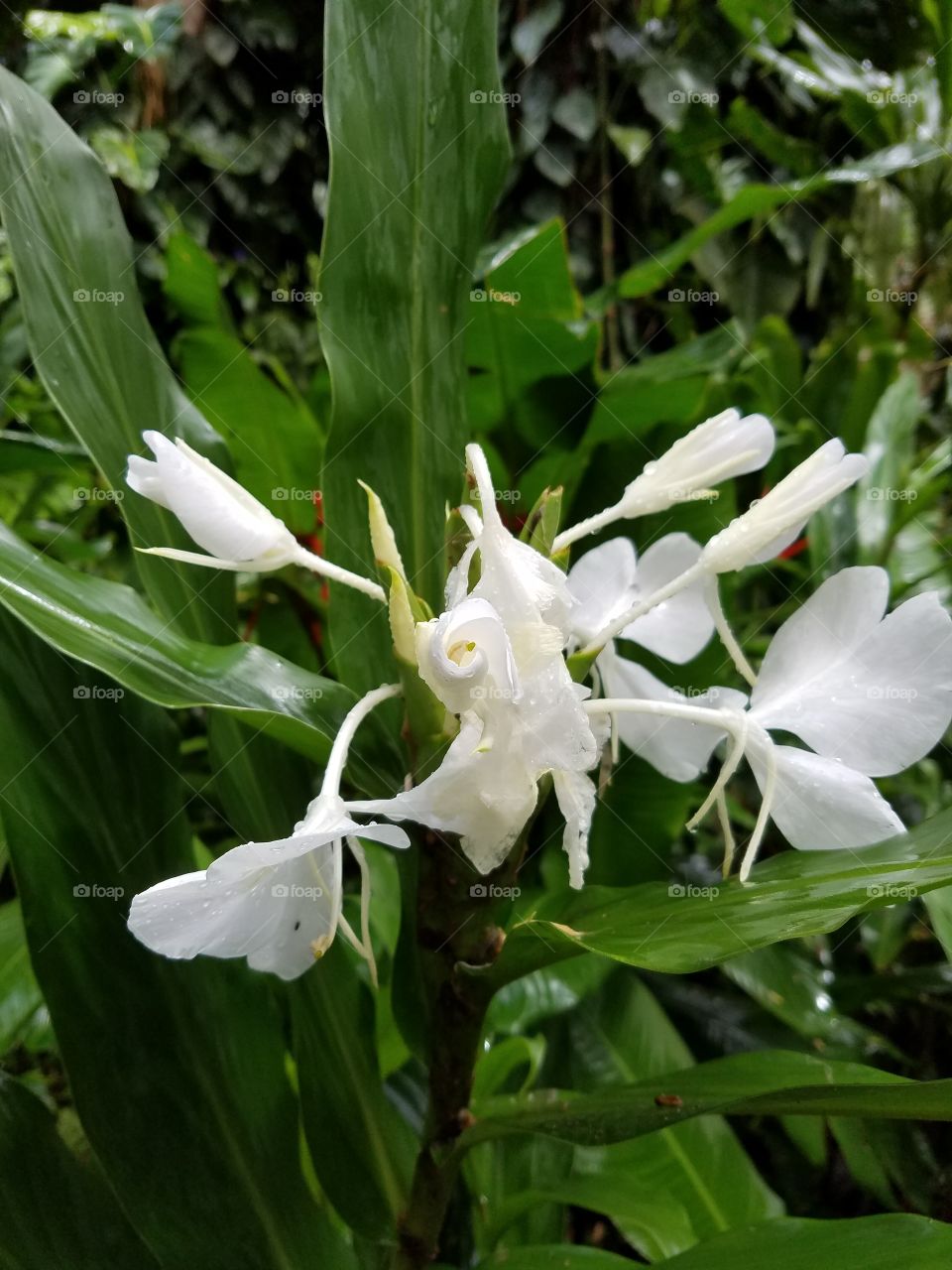 Exotic flowers