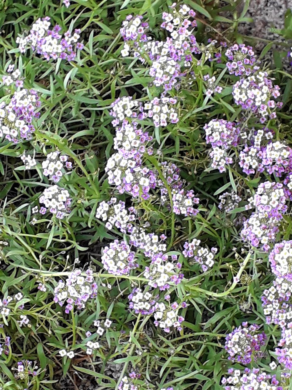 violet flowers of sweet alyssum