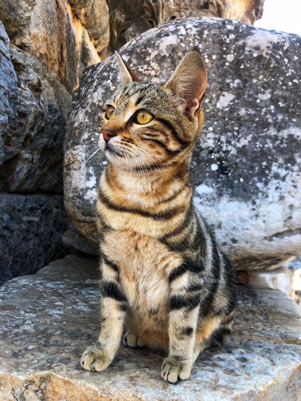 Turkish cat in Turkey among the ruins in Turkiye during winter months.