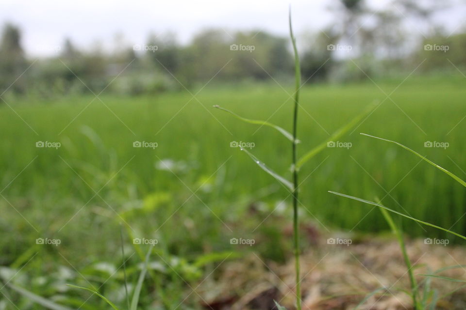 namun tidak hanya kebun jagung saja melainkan juga sawah yang tak kalah hijaunya, eloknya negeriku Indonesia. indah sekali pemandangan ini, padi yang sedang tumbuh subur dan suara katak yang salin bersautan moment yang tidak didapatkan