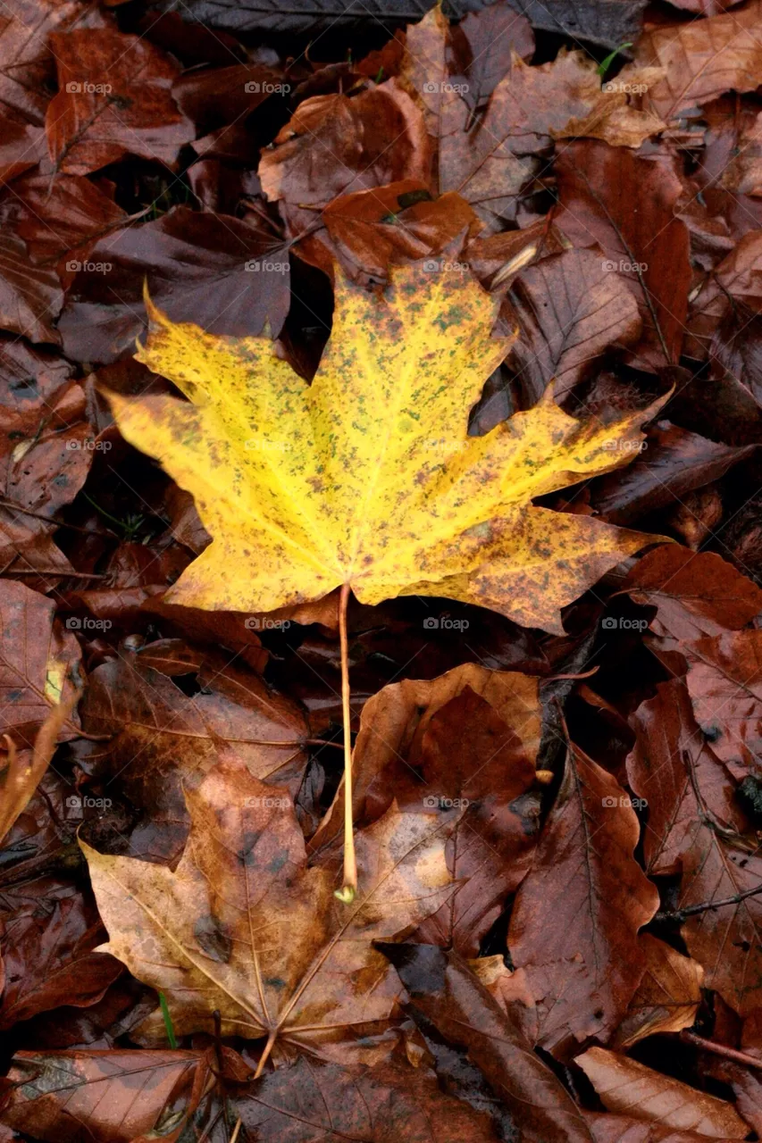 fall