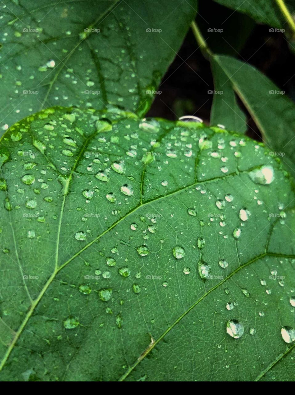 green leaves in the water drop