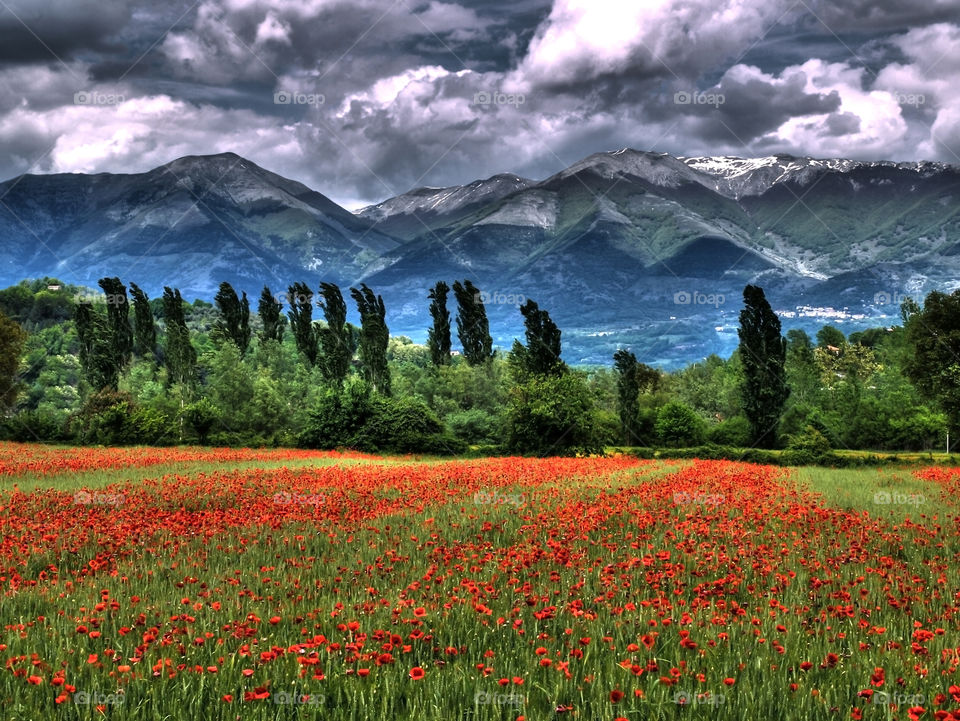 poppies spring landscape with trees and dramatic sky