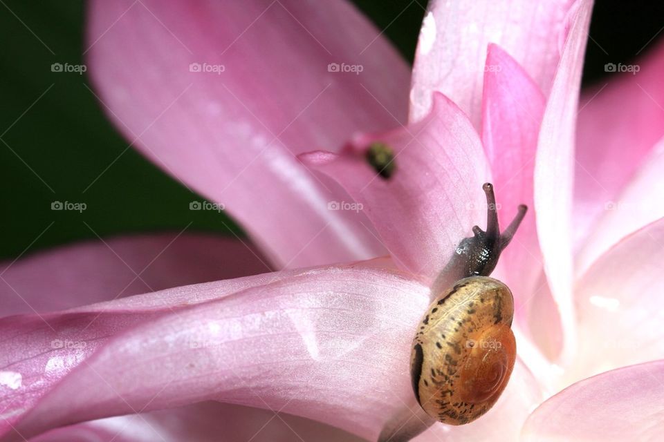 Snail on flower