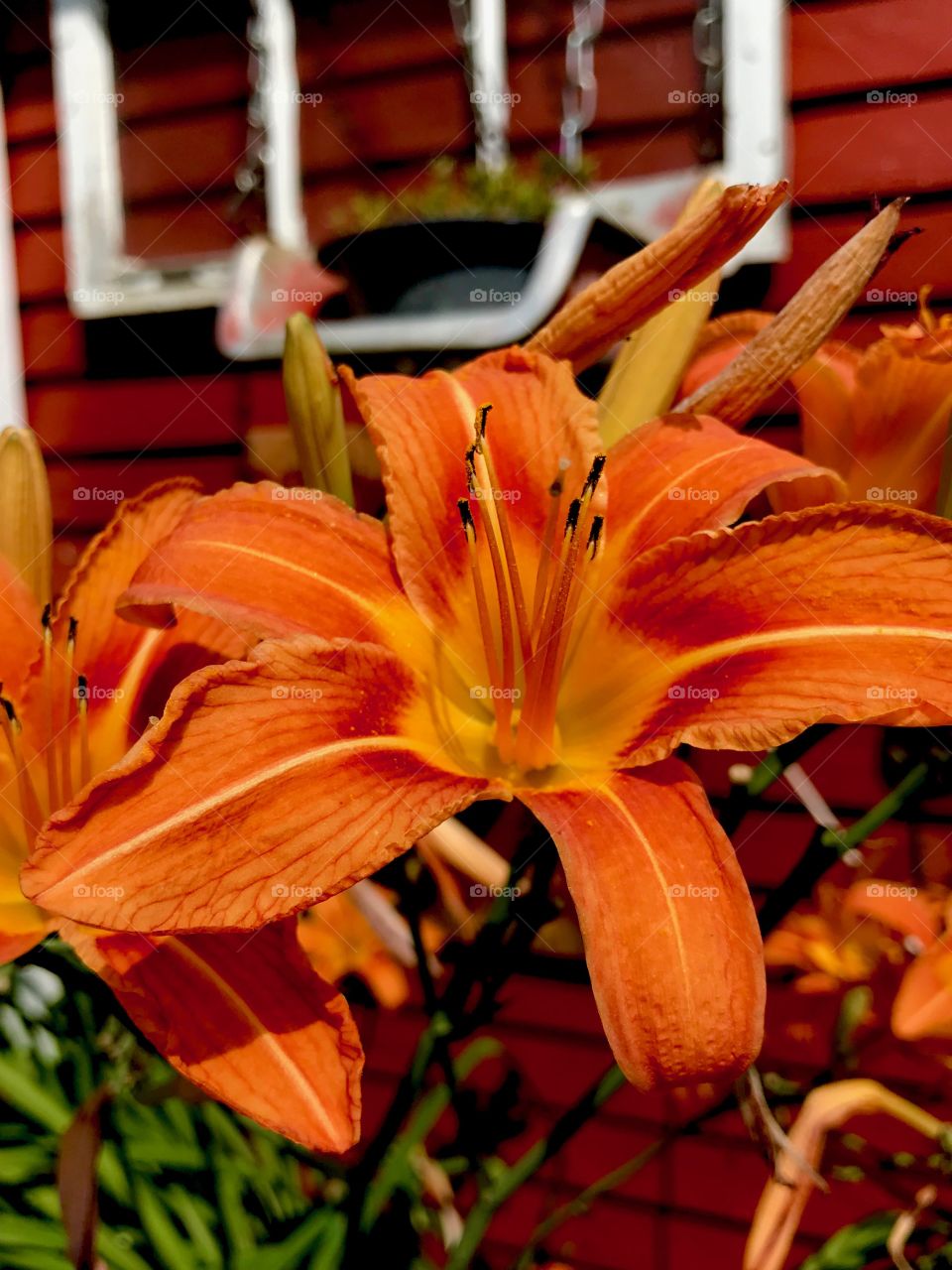 Day Lily delight