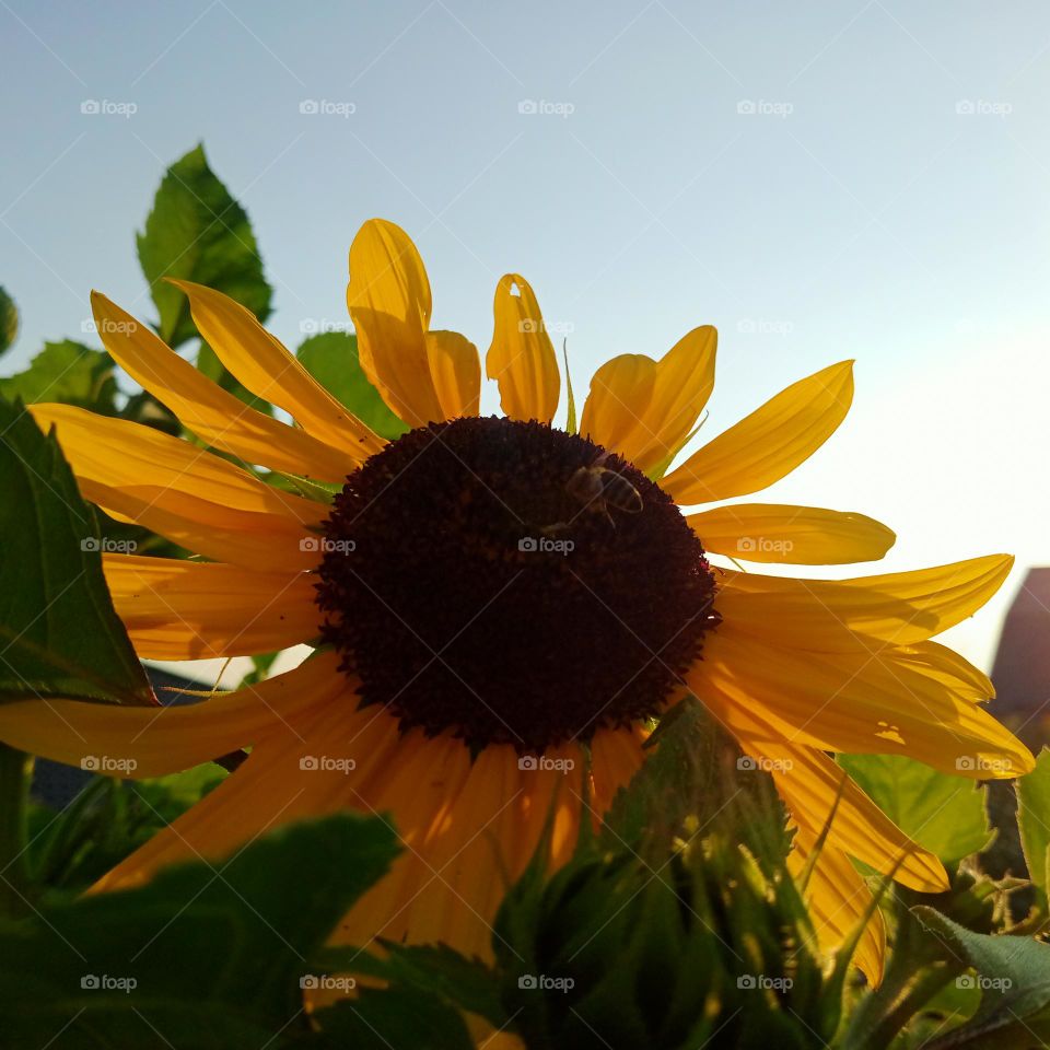 The sunflower is a delight to the eye!  They are so cool 😀🌻