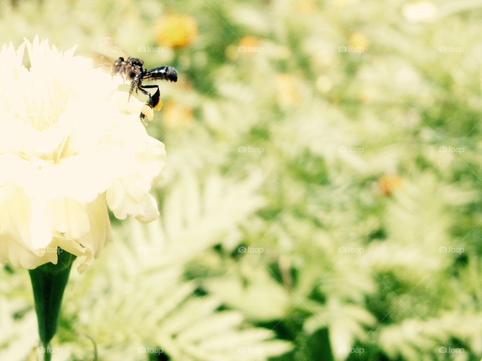 A wasp on a flower