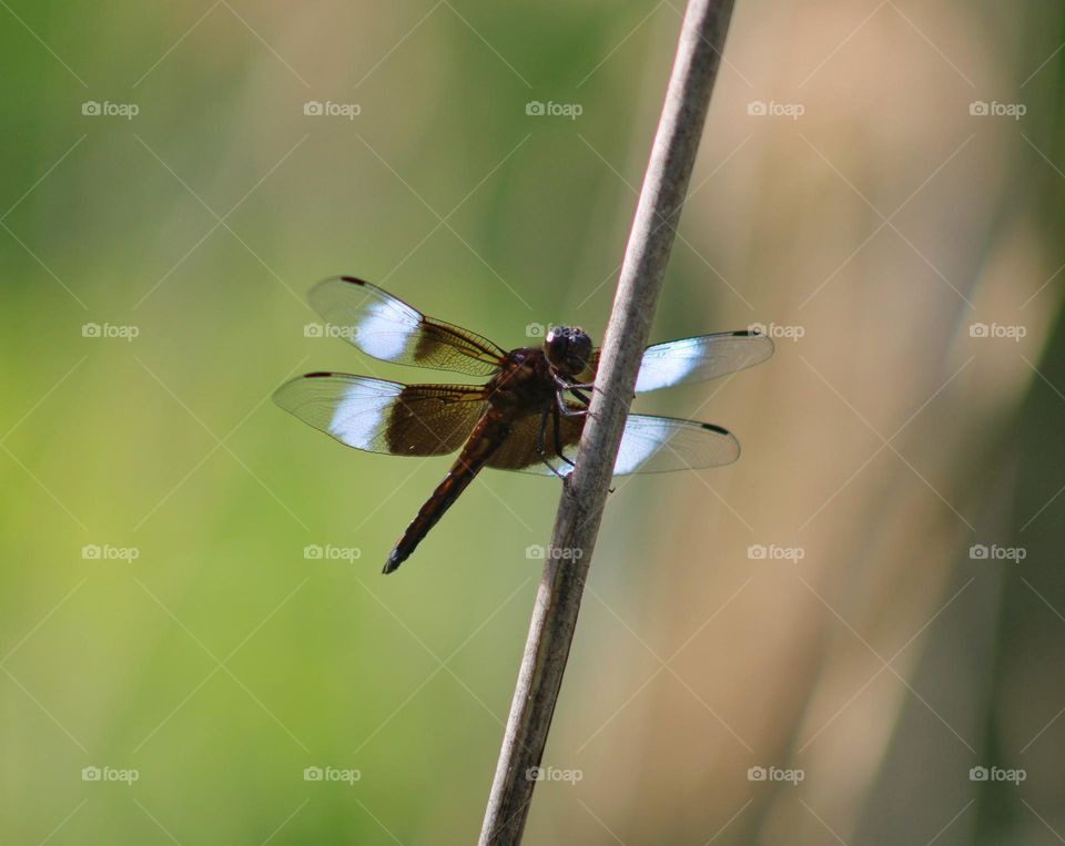 pretty dragonfly