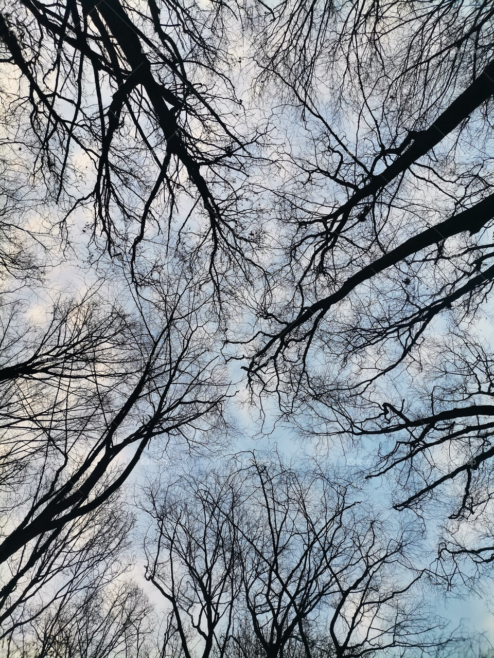 Silhouettes of trees against a blue sky