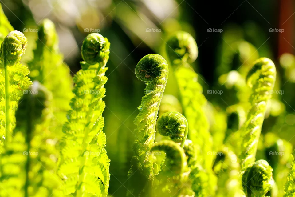 Farn im Frühling