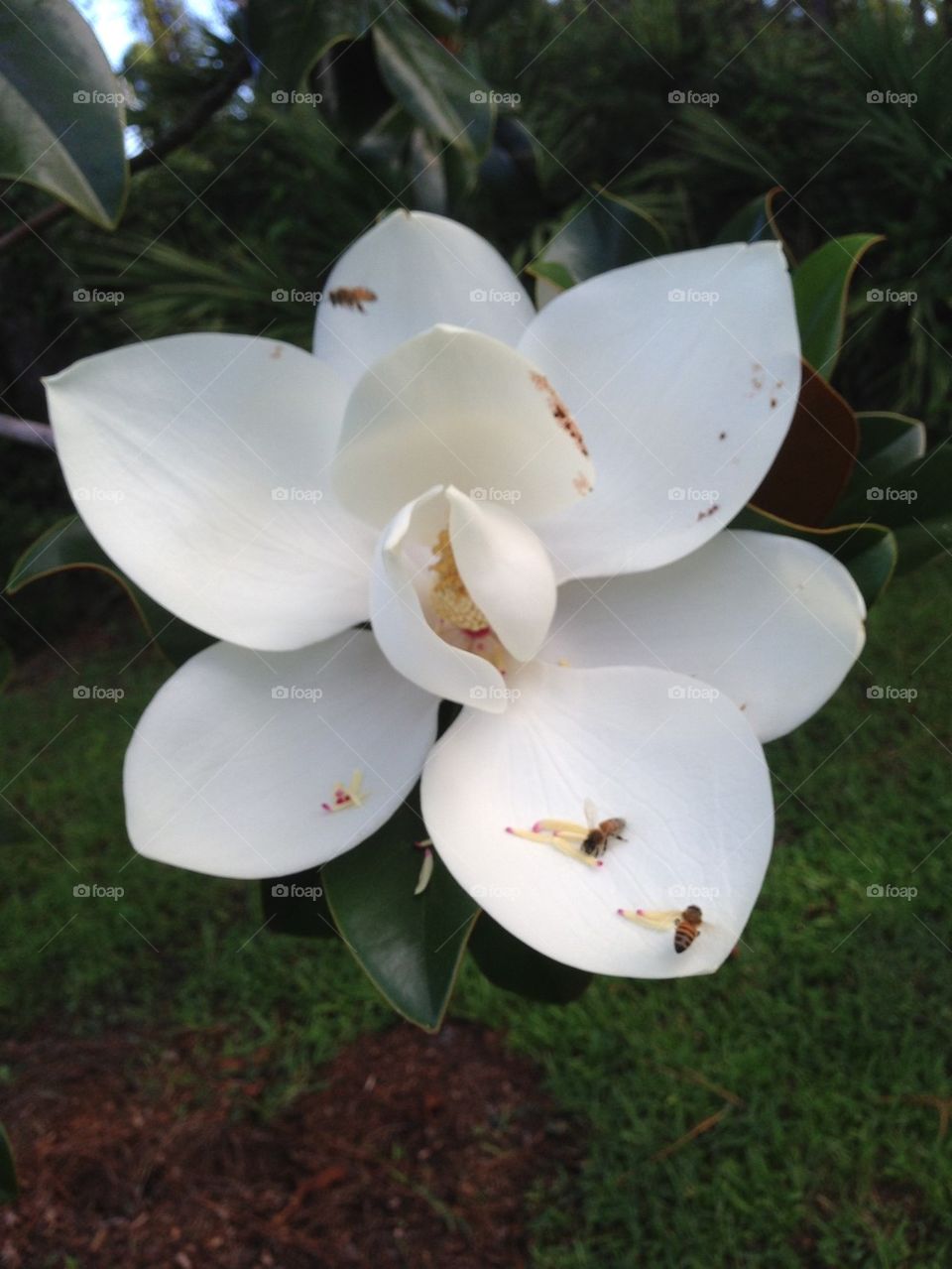 Magnolia bees