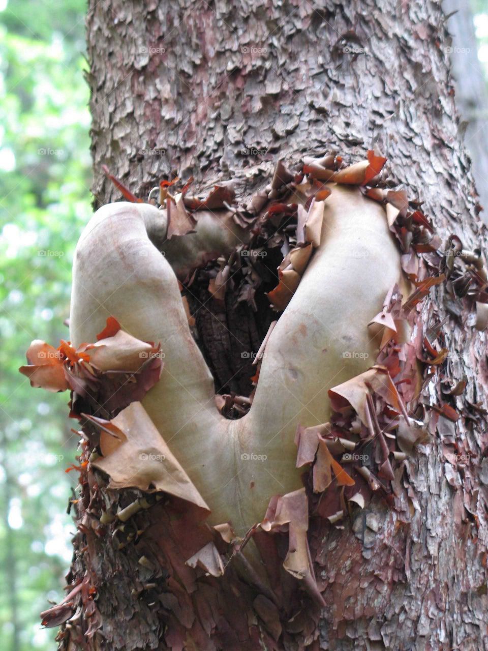 Tree heart