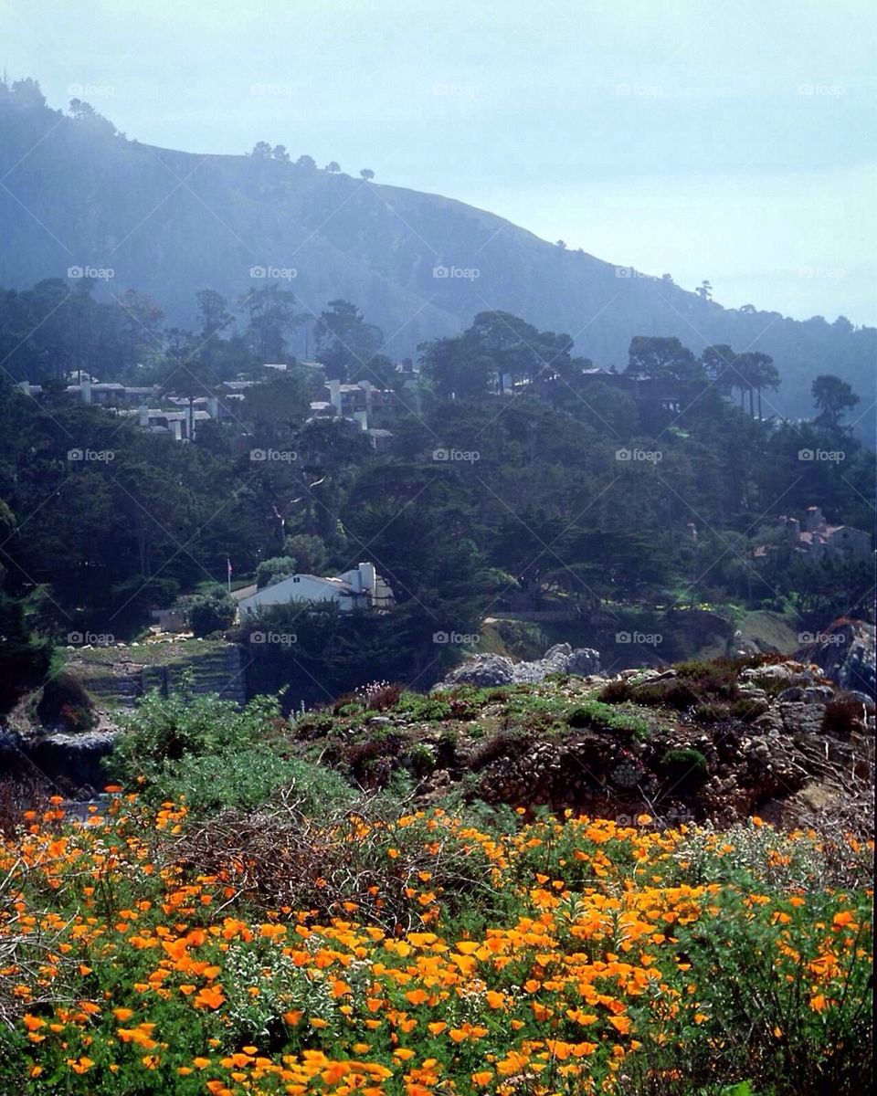 Poppies in bloom