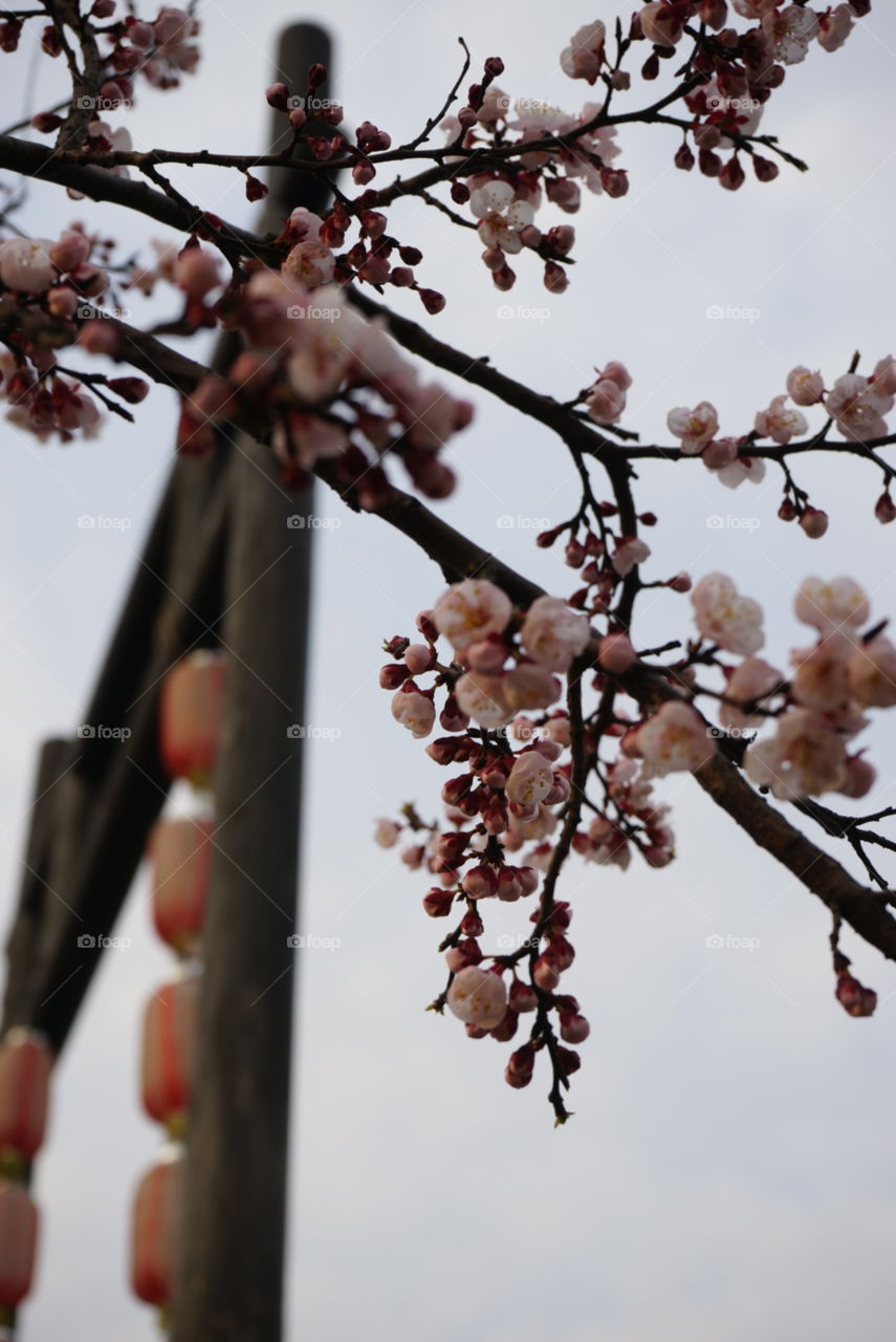 Peach trees, Yangzhou.  It's the best time to Yangzhou in March!