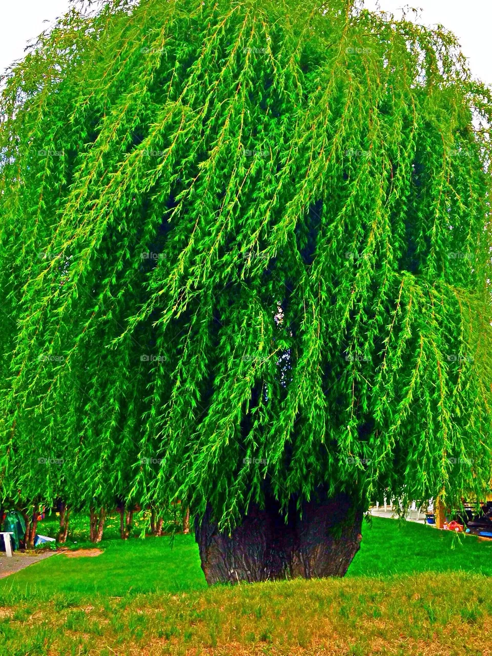 tree
