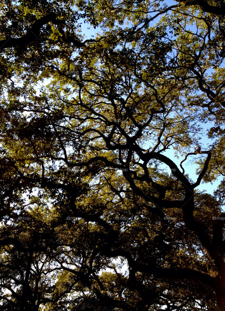 tree branches by refocusphoto